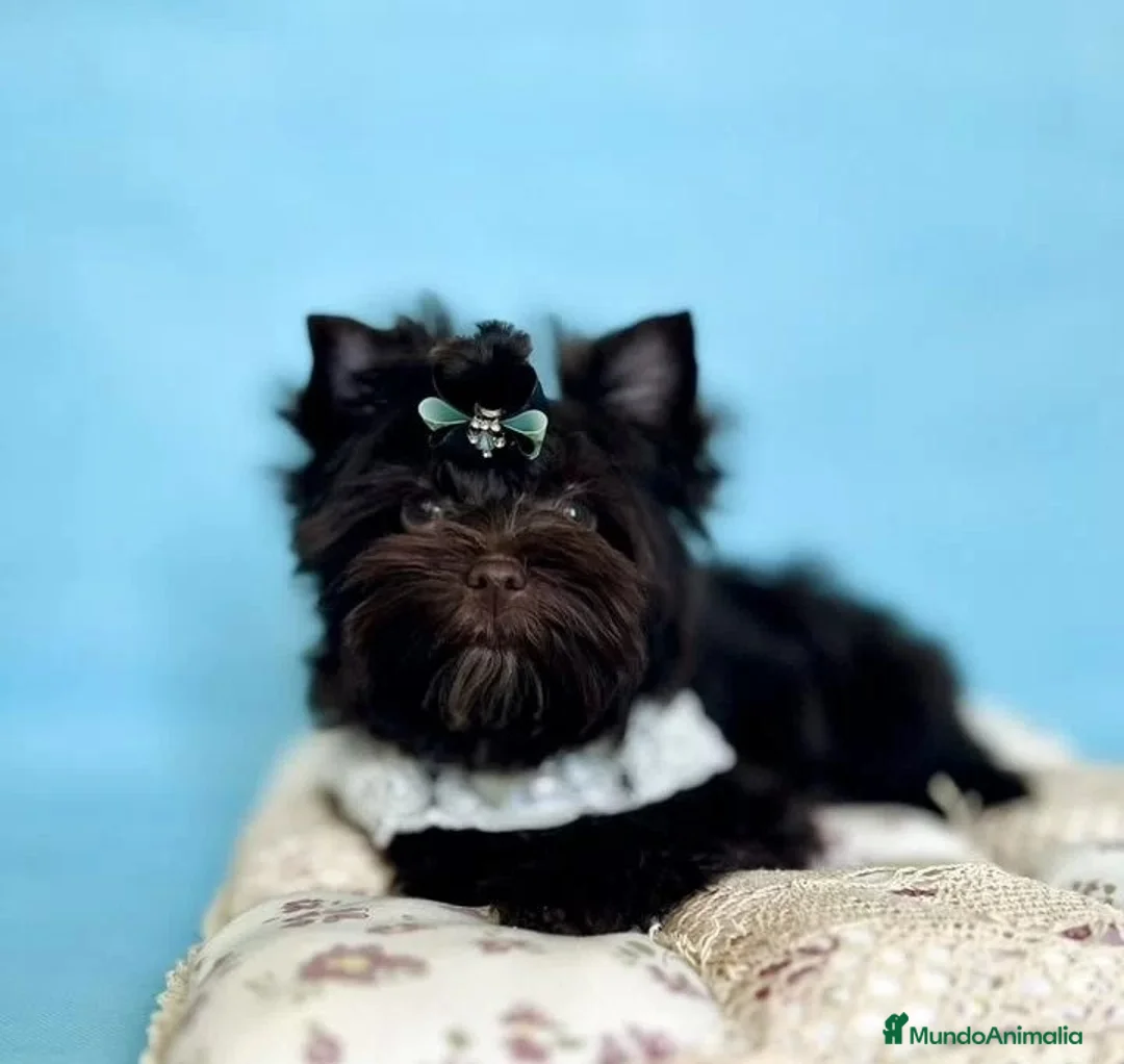 Yorkshire Terrier perros en venta: Cachorros Yorkshire Chocolate  en Castellón - Anuncio 1