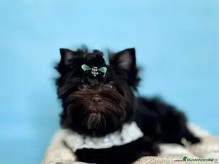 Yorkshire Terrier perros Cachorros Yorkshire Chocolate en Castellón - Anuncio 1