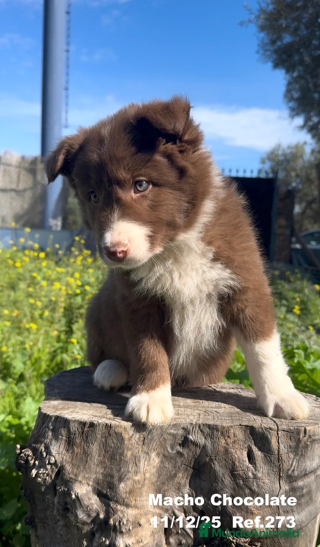 Border Collie perros en venta: BORDER COLLIE - Anuncio 32