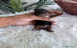 Yorkshire Terrier perros en venta: YORKSHIRE TERRIER MACHO  - Imagen 5