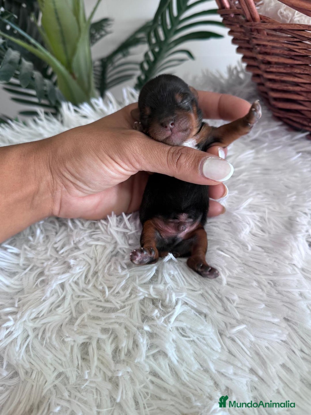 Yorkshire Terrier perros en venta: YORKSHIRE TERRIER MACHO  - Imagen 5