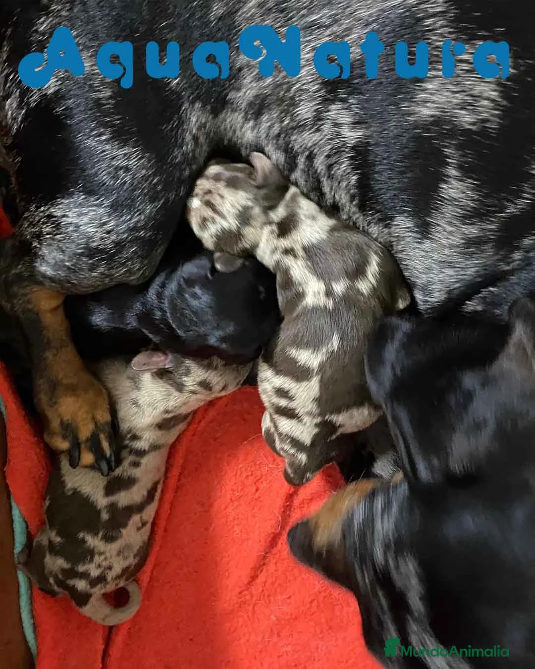 Teckel perros en venta: Camada TECKEL disponible - AQUANATURA en Barcelona - Anuncio 5