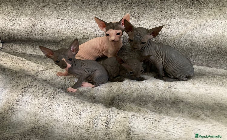 Sphynx gatos - Anuncio 1