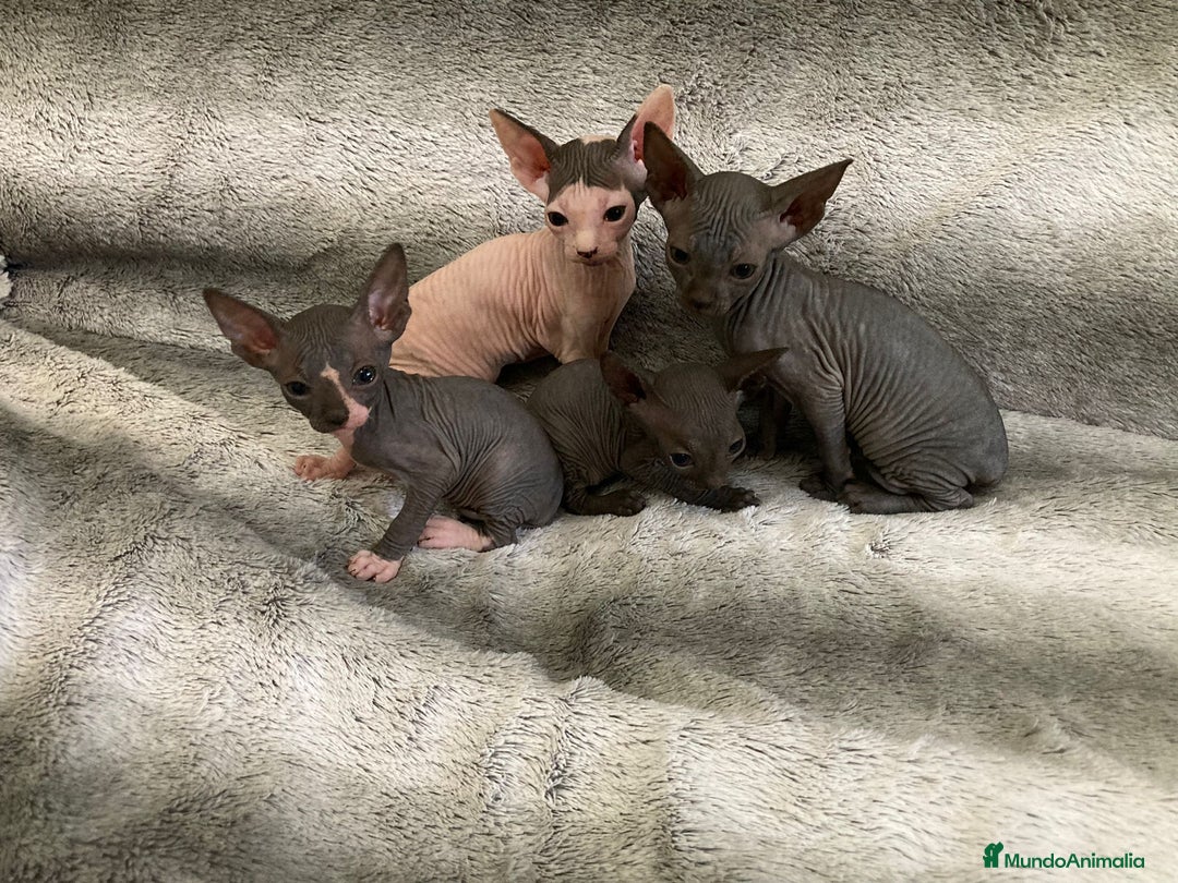 Sphynx gatos en venta: SPHYNX - Imagen 1