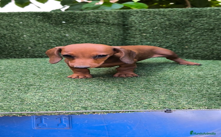 Teckel Miniatura perros - Anuncio 6