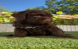 Perro de Agua Español perros en venta: PERRO DE AGUA HEMBRA - Imagen 3