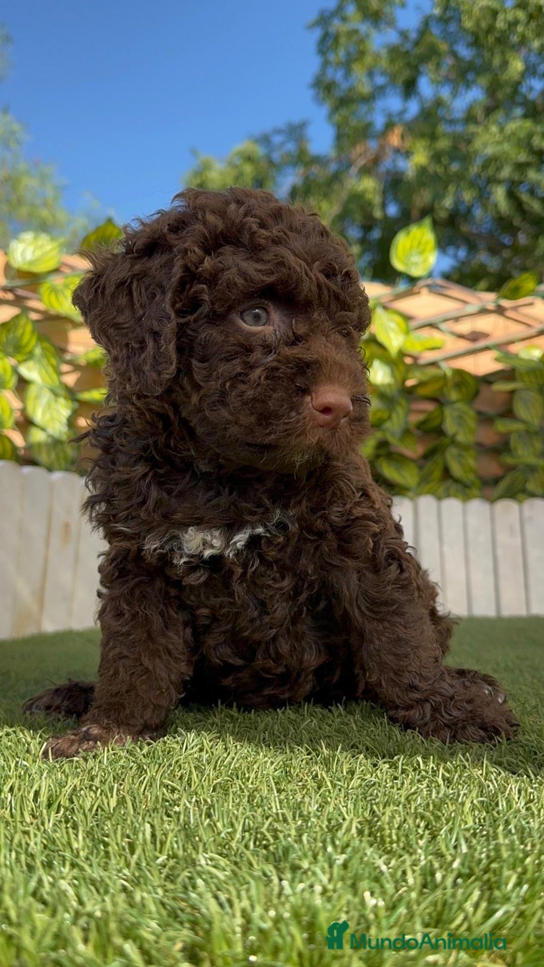 Perro de Agua Español perros en venta: PERRO DE AGUA HEMBRA - Imagen 3