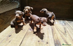 Pinscher Miniatura perros en venta: PINSCHER SEVILLA  - Imagen 1