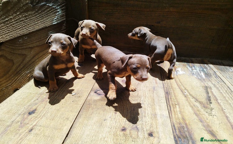 Pinscher Miniatura perros - Propaganda 9