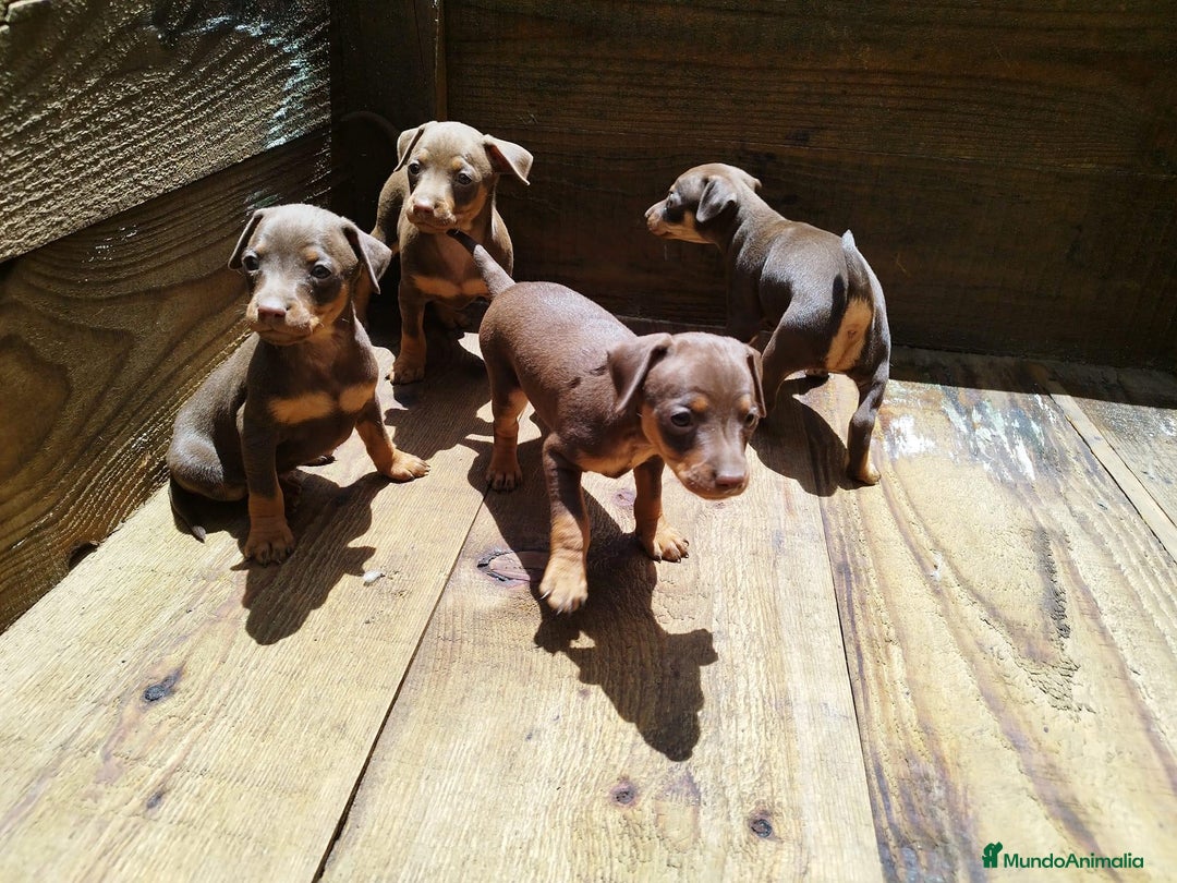 Pinscher Miniatura perros en venta: PINSCHER SEVILLA  - Imagen 1