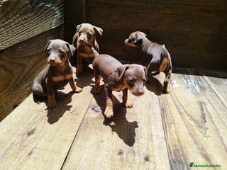 Pinscher Miniatura perros PINSCHER SEVILLA - Anuncio 17
