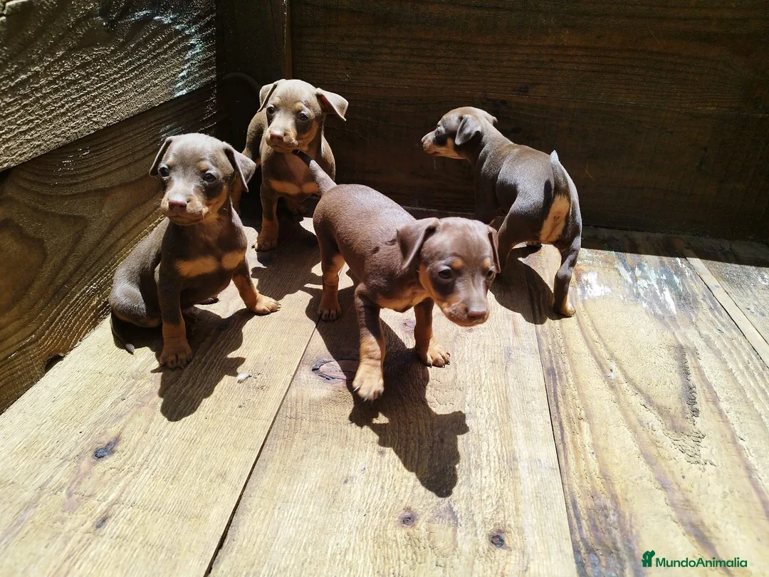 Pinscher Miniatura perros en venta: PINSCHER SEVILLA  - Anuncio 1