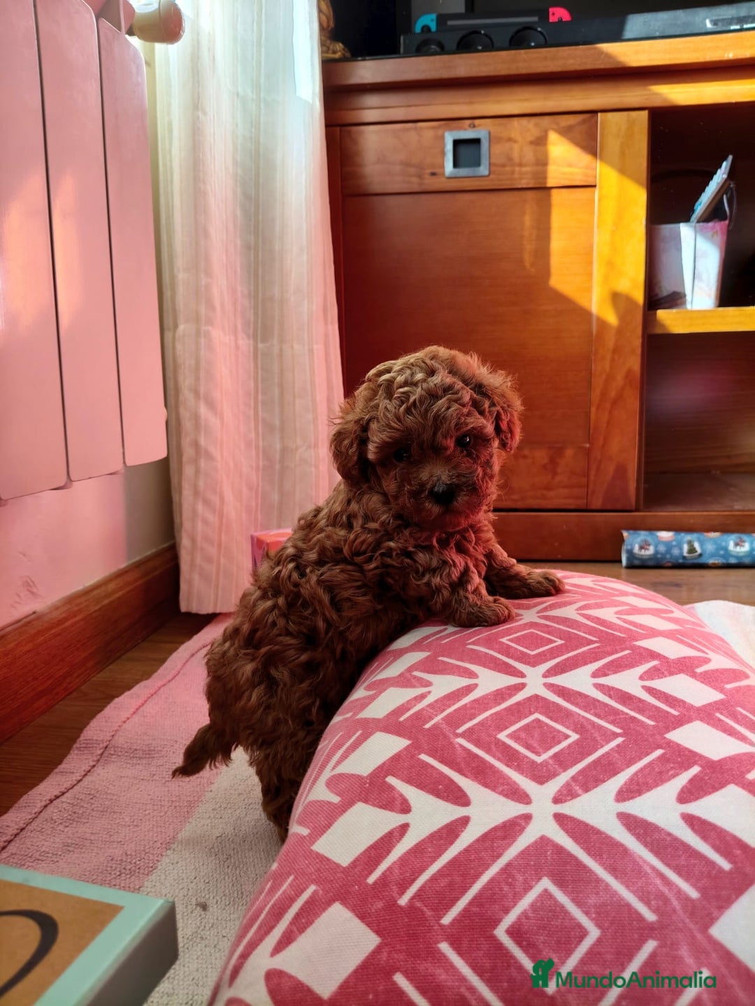 Caniche Toy perros en venta: Preciosos Caniches Toy apricot  - Anuncio 1