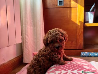 Caniche Toy perros Preciosos Caniches Toy apricot - Anuncio 4