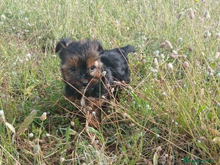 Yorkshire Terrier perros en La Rioja - Anuncio 7