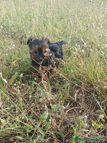 Yorkshire Terrier perros en La Rioja - Anuncio 1