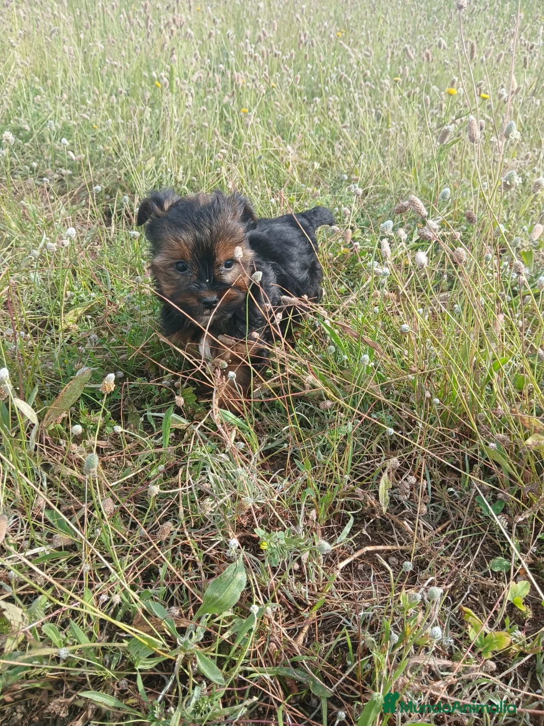 Yorkshire Terrier perros en venta: Yorksixri toy  en La Rioja - Anuncio 1