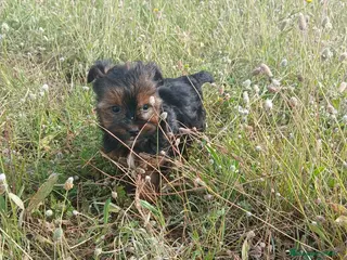 Yorkshire Terrier perros Yorksixri toy - Anuncio 11