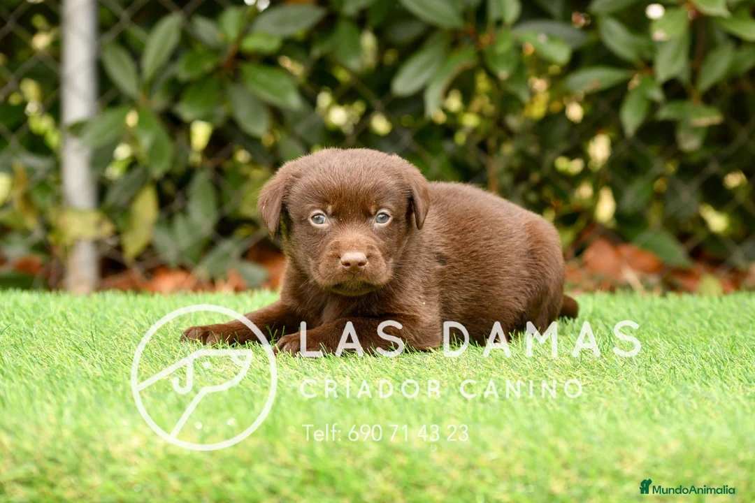 Labrador Retriever perros en venta: Labrador color chocolate - Anuncio 4