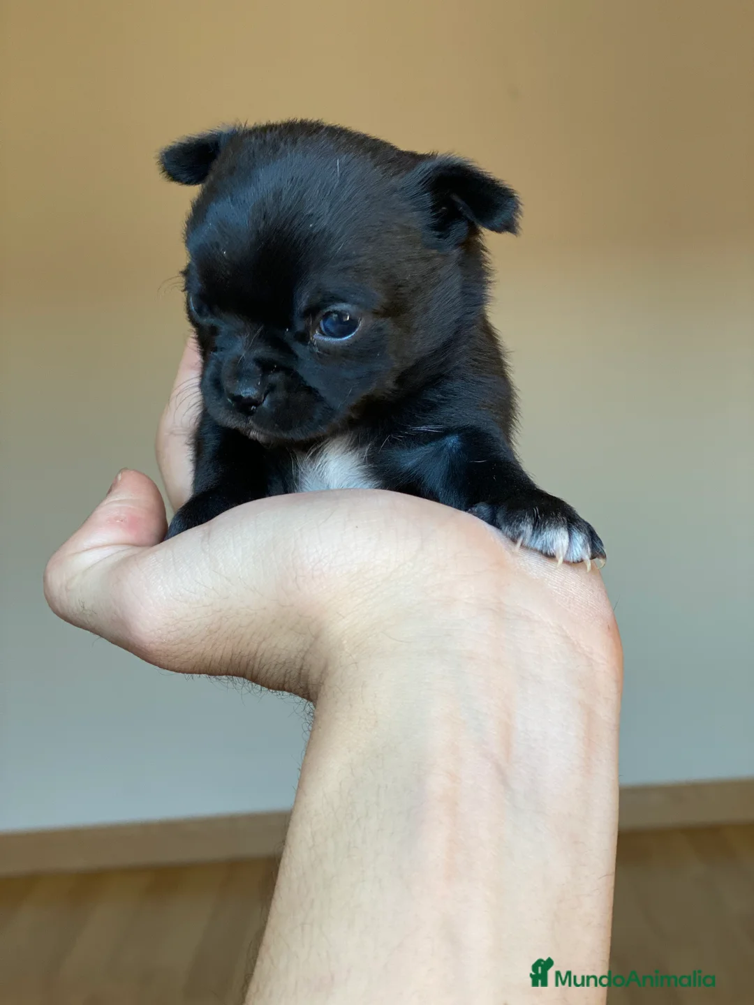 Chihuahua perros en venta: Chihuahuas miniatura!!  en Ciudad Real - Anuncio 2