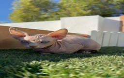 Sphynx gatos en venta: GATITAS SPHYNX - Anuncio 17