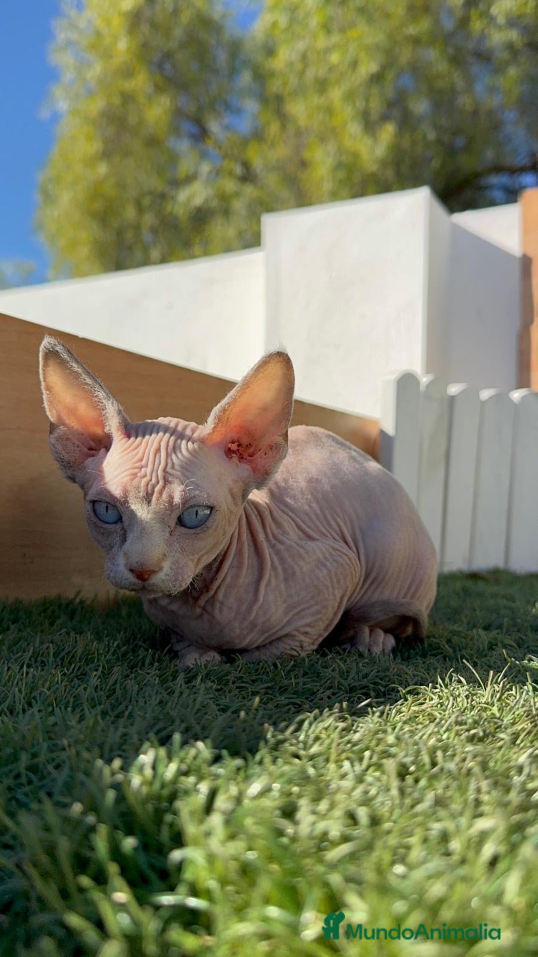 Sphynx gatos en venta: GATITAS SPHYNX - Anuncio 17