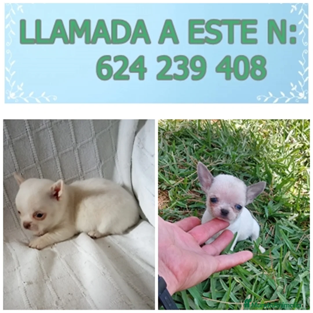 Chihuahua perros en venta: preciosos chihuahua linea  Rusa - Anuncio 2
