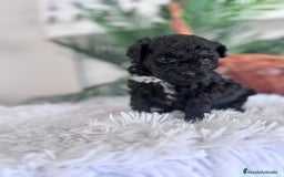 Caniche Toy perros en venta: CANICHE TOY MACHO - Anuncio 8