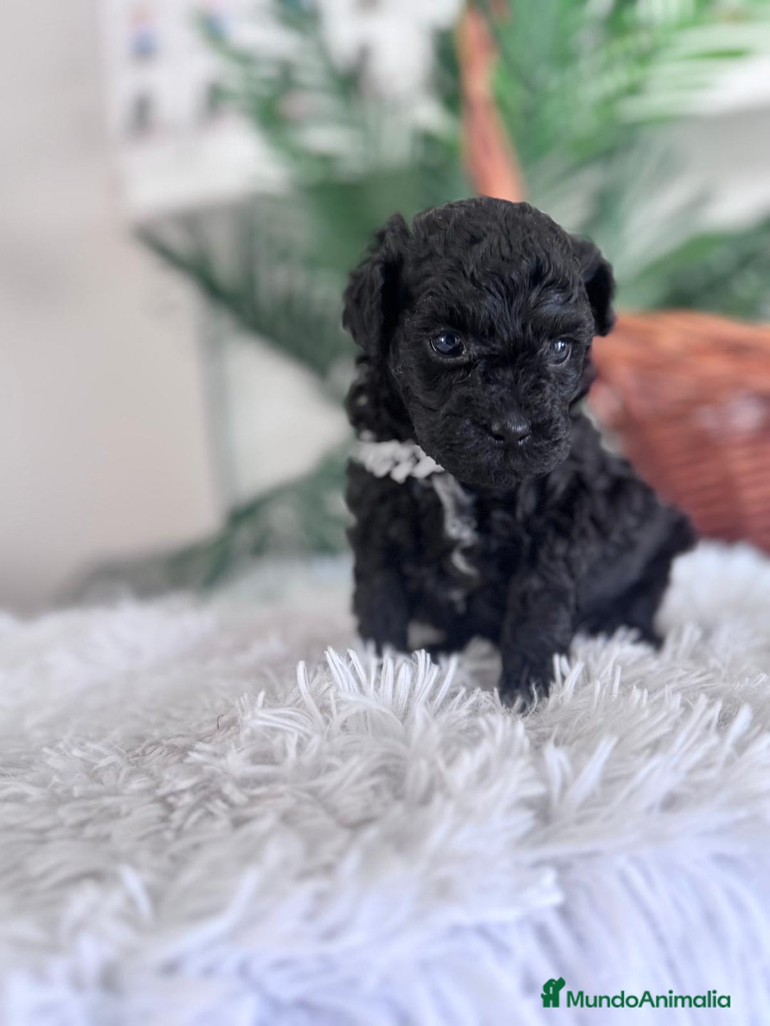 Caniche Toy perros en venta: CANICHE TOY MACHO - Anuncio 8