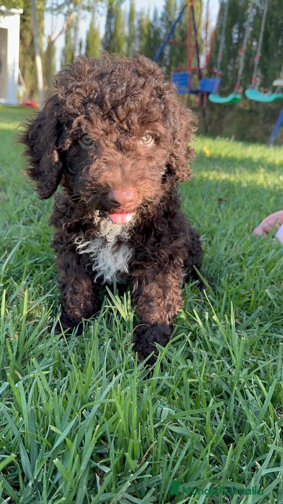 Perro de Agua Español perros en venta: PERRO DE AGUA ESPAÑOL - Imagen 8
