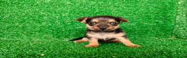 Yorkshire Terrier 1
