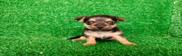 Yorkshire Terrier perros en venta: yorkshire terrier - Anuncio 12