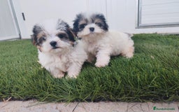 Raza Mixta perros en venta: Espectacular Cachorra malvi - Imagen 13