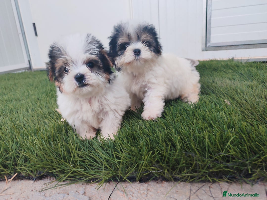 Raza Mixta perros en venta: Espectacular Cachorra malvi - Imagen 13