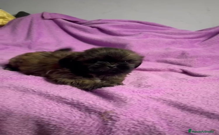 Shih Tzu perros - Anuncio 5