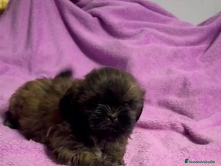Shih Tzu perros - Anuncio 1