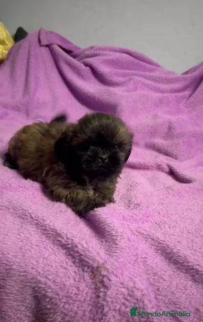 Shih Tzu perros - Anuncio 1
