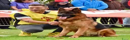 Pastor Alemán perros en venta: pastor alemán negro sólido  - Anuncio 7