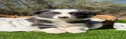 Border Collie perros en venta: BORDER COLLIE HEMBRA - Anuncio 5