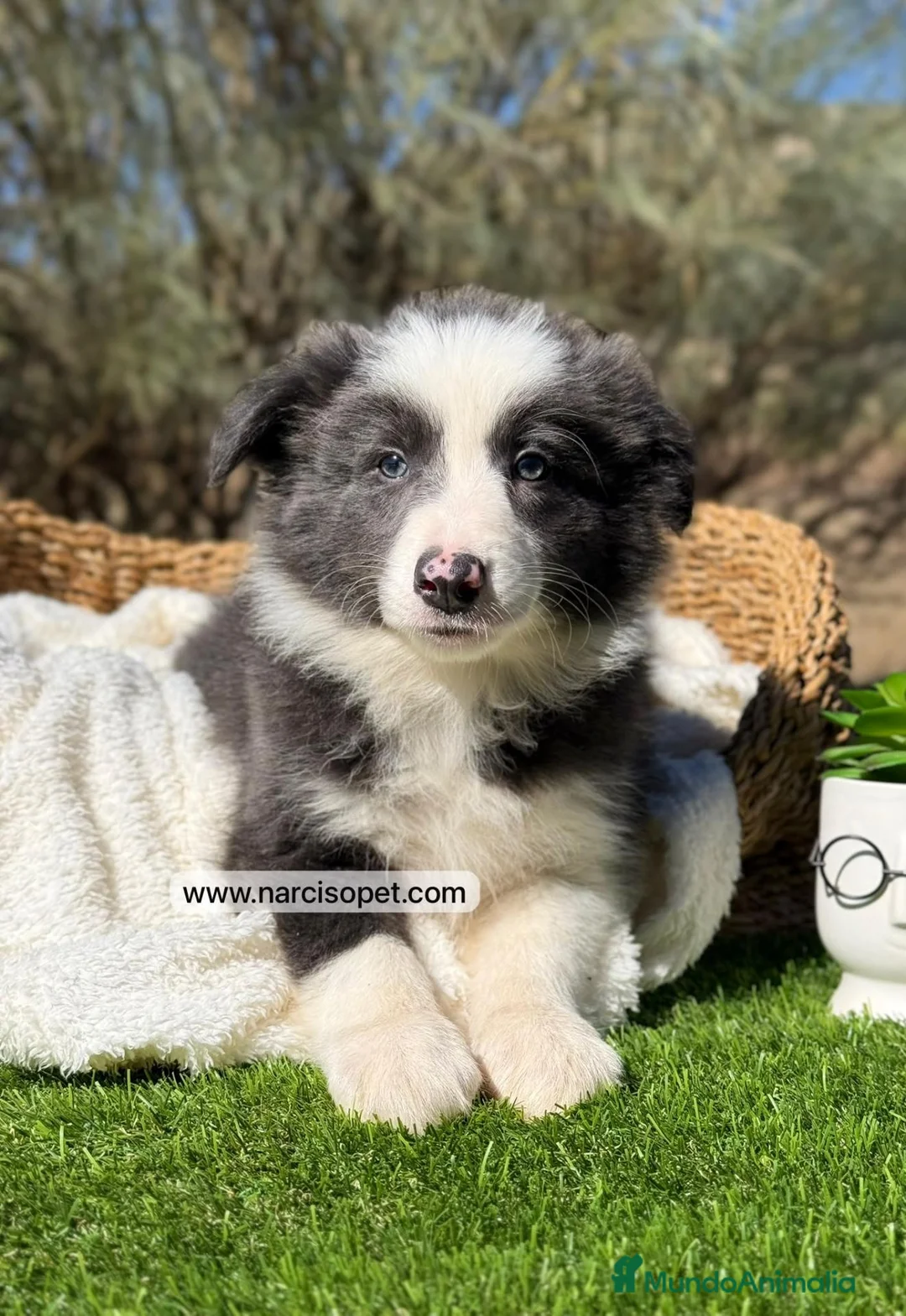 Border Collie perros en venta: BORDER COLLIE HEMBRA - Anuncio 5