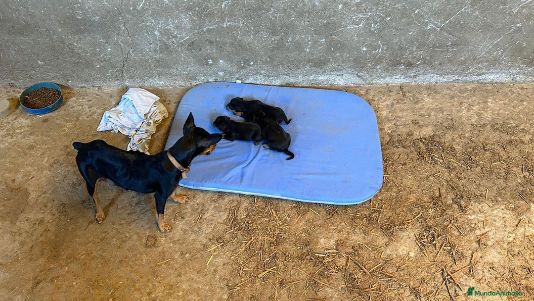 Pinscher Miniatura perros en venta: Pincher mini  - Anuncio 4