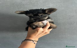 Yorkshire Terrier perros en venta: yorkshire  - Imagen 2