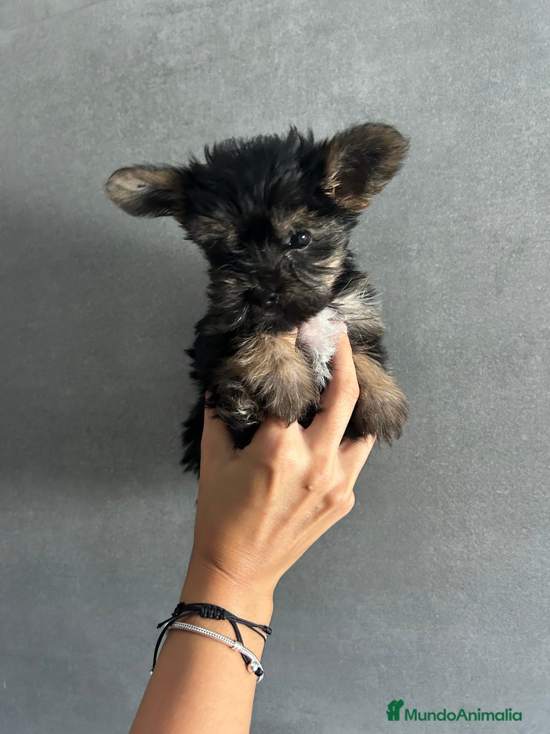 Yorkshire Terrier perros en venta: yorkshire  - Imagen 2