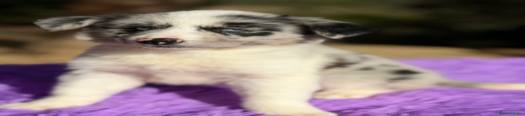 Border Collie Cachorro 2