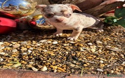 Chihuahua perros en venta: Chihuahua merlr - Anuncio 2