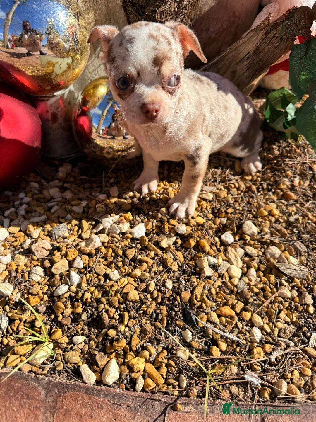 Chihuahua perros en venta: Chihuahua merlr - Anuncio 2
