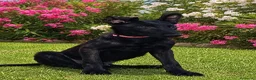 Pastor Holandés perros en venta: PASTOR HOLANDES  - Anuncio 3