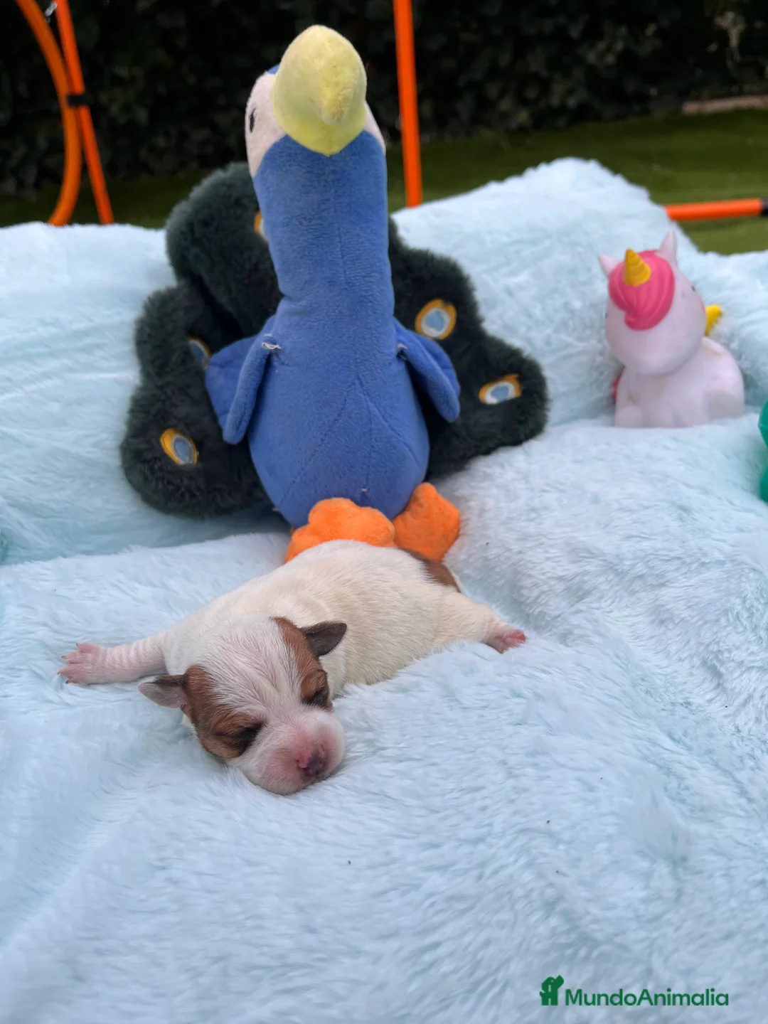 Jack Russell Terrier perros en venta: Jack Russell recién nacidos 🍼🐾 - Anuncio 2