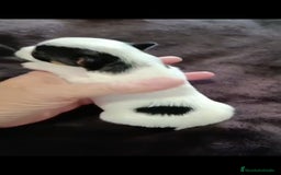 Biewer Yorkshire Terrier a la Pom Pon perros en venta: Yorkshire biewer toy  - Anuncio 7