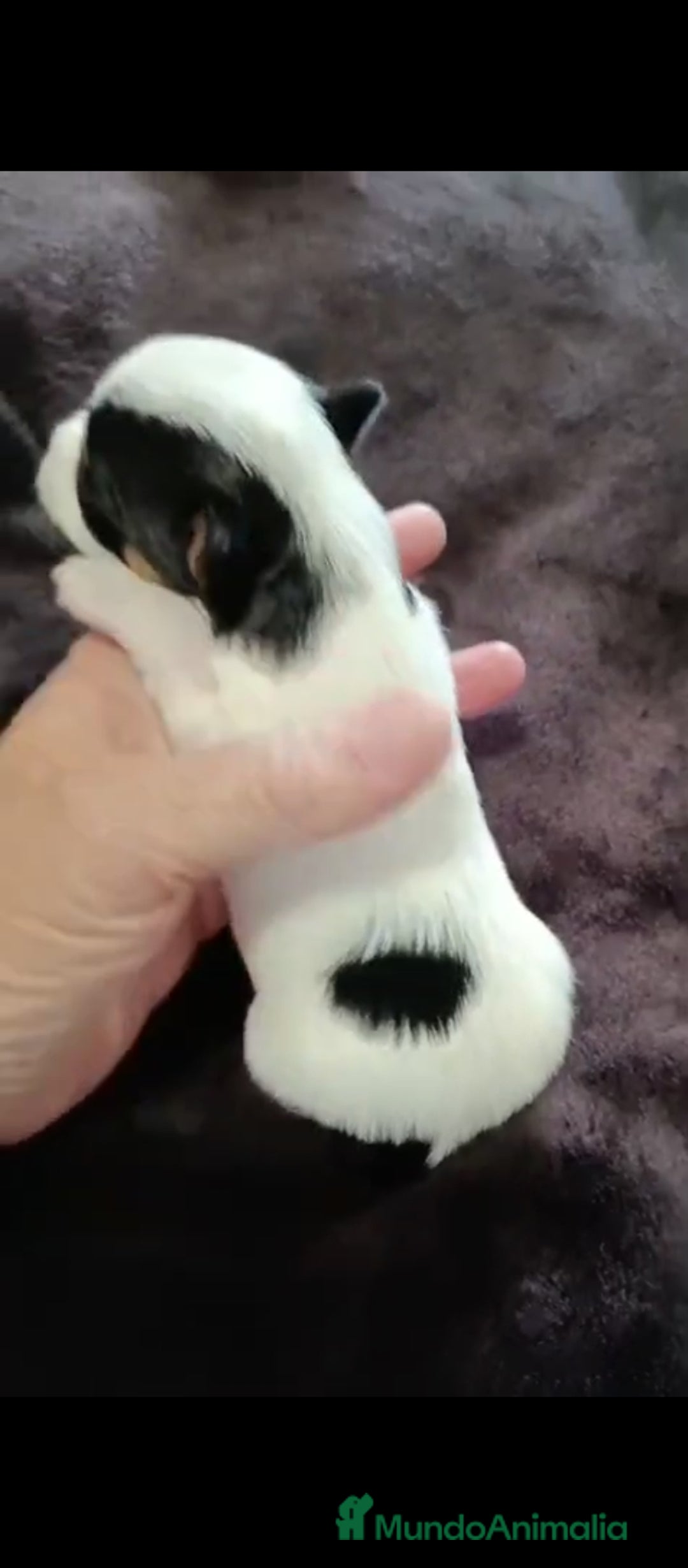 Biewer Yorkshire Terrier a la Pom Pon perros en venta: Yorkshire biewer toy  - Anuncio 7